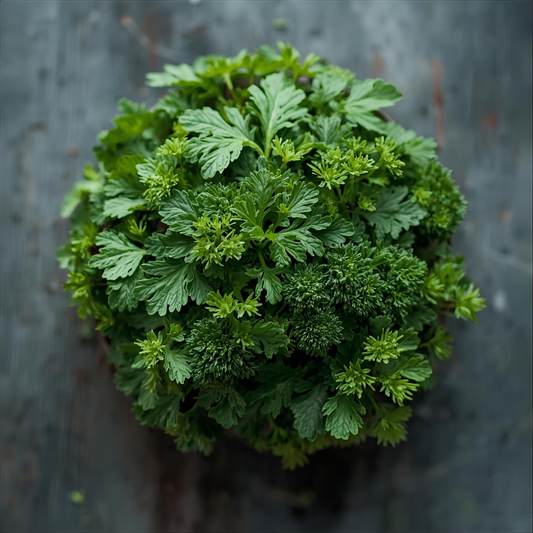 Parsley – Indoor Growing Guide