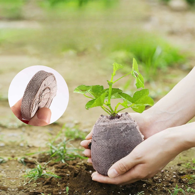 20pcs Seed Starter Blocks — Compressed Coconut Peat & Nutrient Medium